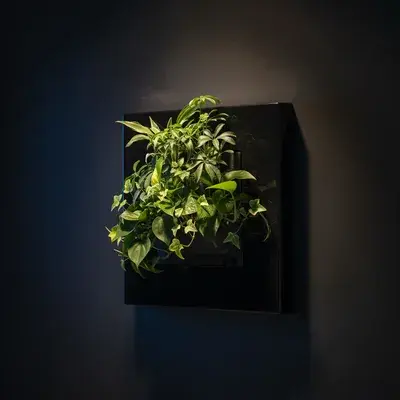 Wandframe met levende planten, voor buiten